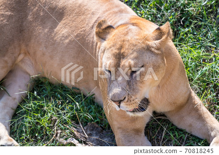 [The lioness of Tama Zoological Park] 70818245