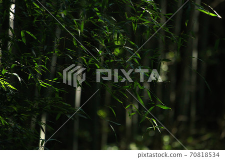 Sunbeams in a beautiful bamboo grove 70818534