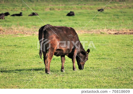 Japanese beef 70818609