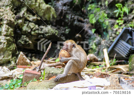 Little monkey eating coconut at Batucaves in Kuala Lumpur Little monkey eating coconut at Batucaves in Kuala Lumpur 70819816