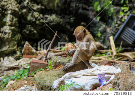 Little monkey eating coconut at Batucaves in Kuala Lumpur Little monkey eating coconut at Batucaves in Kuala Lumpur 70819818