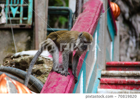 Little monkey eating coconut at Batucaves in Kuala Lumpur Little monkey eating coconut at Batucaves in Kuala Lumpur 70819820