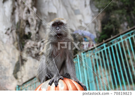 Little monkey eating coconut at Batucaves in Kuala Lumpur 70819823