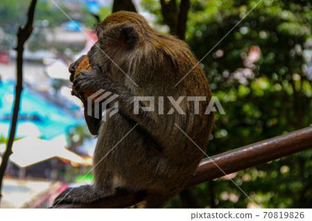 Little monkey eating coconut at Batucaves in Kuala Lumpur 70819826