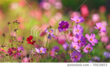 神奈川縣橫須賀市湘南三浦半島花卉名勝栗倉市花國的秋天（波斯菊/秋天的櫻花） 70819853