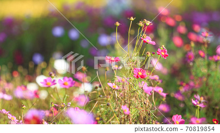 神奈川縣橫須賀市湘南三浦半島花卉名勝栗倉市花國的秋天(波斯菊/秋天的櫻花) 神奈川縣橫須賀市湘南三浦半島花卉名勝栗倉市花國的秋天(波斯菊/秋天的櫻花) 70819854