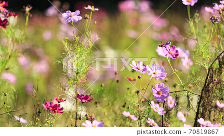 A famous place for flowers on the Shonan Miura Peninsula Kurihama Flower Park, Yokosuka City, Kanagawa Prefecture Autumn (Cosmos / Autumn Cherry Blossoms) 70819867