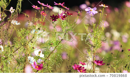 A famous place for flowers on the Shonan Miura Peninsula Kurihama Flower Park, Yokosuka City, Kanagawa Prefecture Autumn (Cosmos / Autumn Cherry Blossoms) 70819868