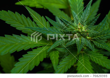 Indica marijuana plant close-up on black background. Rasterized cannabis leaves, bush in pot. Hemp Indica marijuana plant close-up on black background. Rasterized cannabis leaves, bush in pot. Hemp 70820393