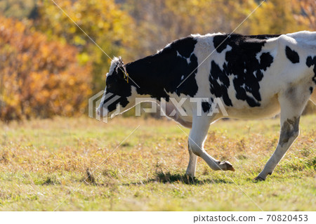 Cow  70820453