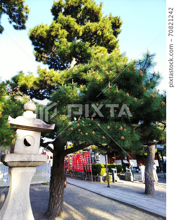 Pine cones and pine flowers of pine trees next to the lantern in the temple grounds. Festival red flag in the distance 70821242