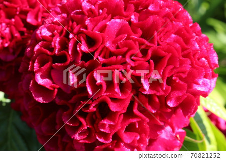Kaoto Flower Kaoto Flower 70821252