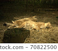 Two lions sleeping on the soil 70822500