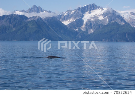Glacier in Kenai Fjords National Park, USA Glacier in Kenai Fjords National Park, USA 70822634