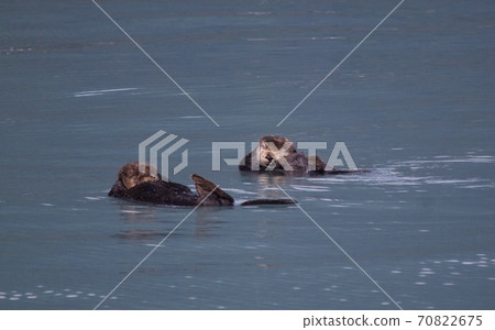 Sea otters in Kenai Fjords National Park, USA 70822675
