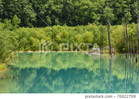 [北海道美瑛町]湛藍的池塘映出的美景 70822709
