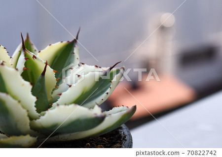 Plants grown on the balcony Plants grown on the balcony 70822742