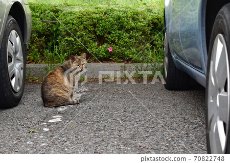 A cat sitting between cars in a park parking lot 70822748