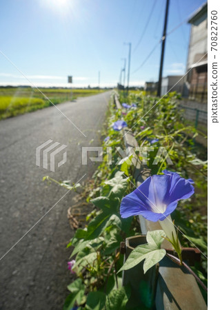 藍色Asagao盛開在路邊，地面被太陽照亮 70822760