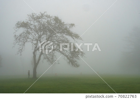 在霧中看起來很棒的樹 在霧中看起來很棒的樹 70822763