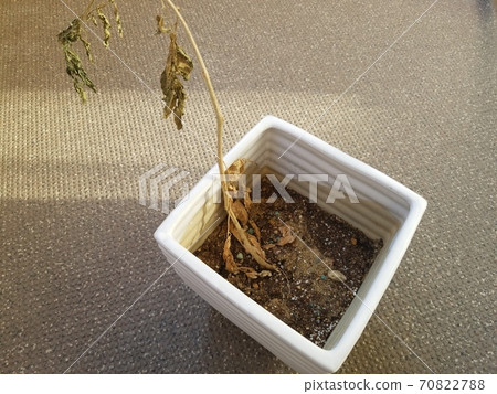 Withered flowers in flowerpots Withered flowers in flowerpots 70822788