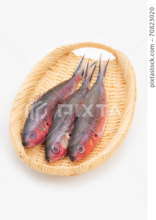 Okinawa Prefecture Fish Gurukun Okinawa Prefecture Fish Gurukun 70823020