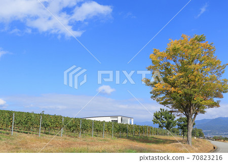 秋碗酒莊和葡萄園 秋碗酒莊和葡萄園 70823216