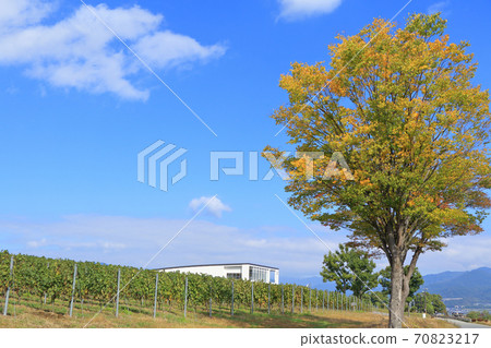 秋碗酒莊和葡萄園 70823217