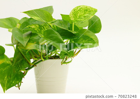 Golden pothos Golden pothos 70823248