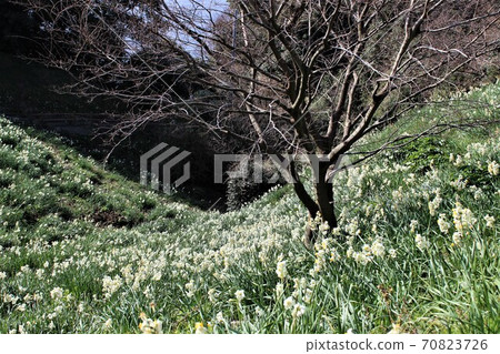在越前岬山坡上盛開的水仙花盛開 照片素材 圖片 圖庫