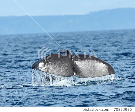 Sperm whale 70823950