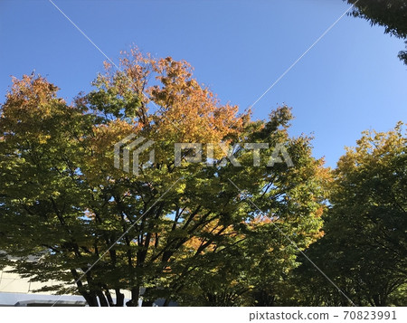 The beginning of autumn leaves 70823991