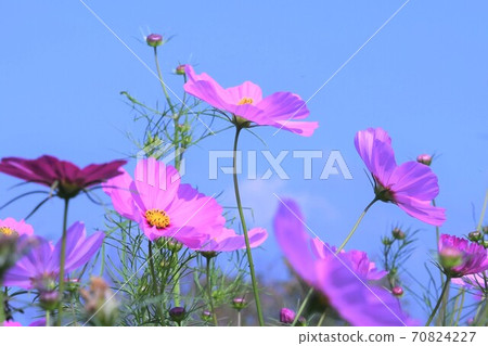 Cute pink cosmos that shines in the blue sky Cute pink cosmos that shines in the blue sky 70824227