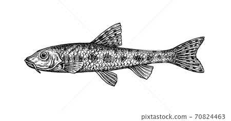 Gobio gobio fish ink sketch 70824463