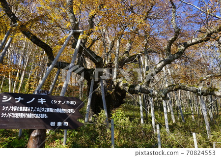 as坂高原信濃秋葉 70824553
