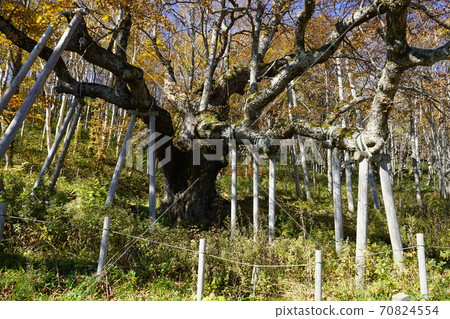 as坂高原信濃秋葉 70824554