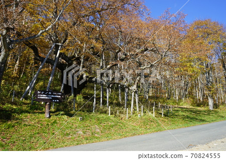 as坂高原信濃秋葉 70824555