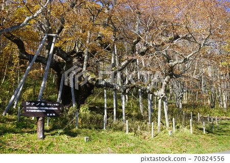 as坂高原信濃秋葉 70824556