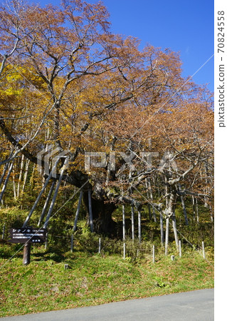 as坂高原信濃秋葉 as坂高原信濃秋葉 70824558