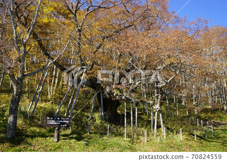 as坂高原信濃秋葉 70824559