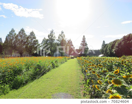 Cosmos and sunflower flower fields 70824604