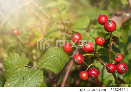 Rose hip berries with leaves on rose hip bush. 70824634