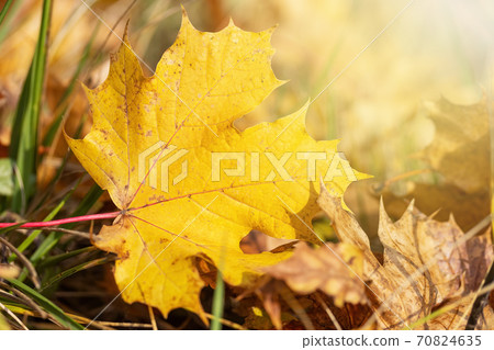 Macro photo of a fallen yellow maple leaf Macro photo of a fallen yellow maple leaf 70824635