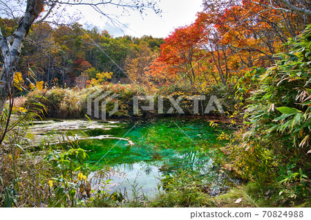 青森縣八甲田，龍田沼被秋葉包圍在田代平沼 70824988