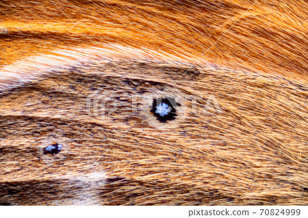 Extreme magnification - Butterfly wing macro 70824999