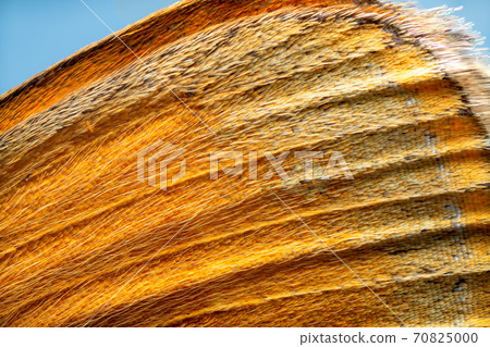 Extreme magnification - Butterfly wing macro 70825000