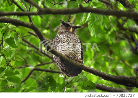 Spot-Bellied Eagle Owl bird sitting on the tree 70825727