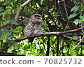 Spot-Bellied Eagle Owl bird sitting on the tree 70825732