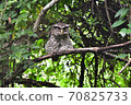 Spot-Bellied Eagle Owl bird sitting on the tree 70825733