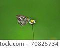 Butterfly on flower in a meadow 70825734